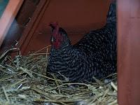 Oeufs brouillés au quinoa et aux cèpes