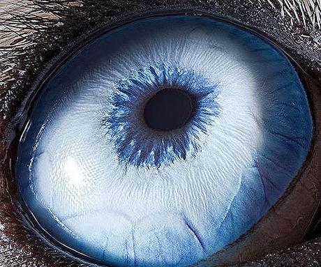 stunning-macro-photography-of-animal-eyes.jpeg