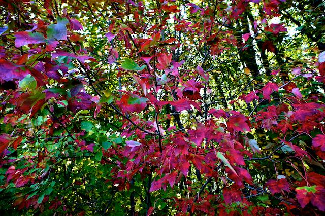 Projet 52 - Semaine 41