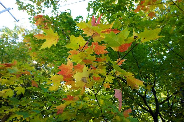 Projet 52 - Semaine 41