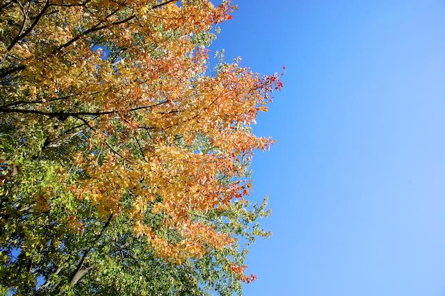 Projet 52 - Semaine 41