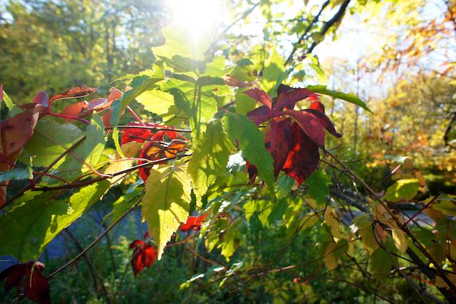 Projet 52 - Semaine 41