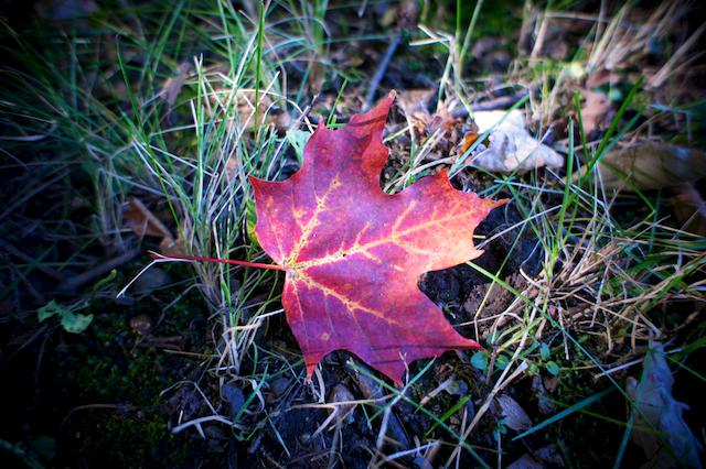 Projet 52 - Semaine 41