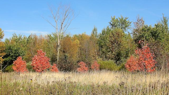 Projet 52 - Semaine 41