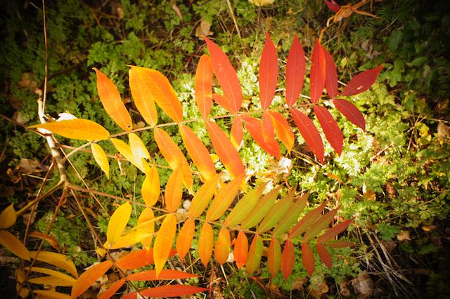 Projet 52 - Semaine 41