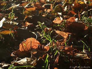 AUTOMNE - Projet photo 52 (semaine #41)