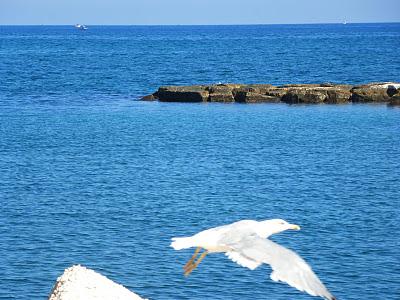 136. Les cabris c'est fini, et Bari c'est joli