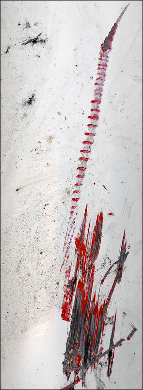 Dans l’eau d’un marais