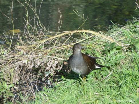 Une longue marche apaisante le long de la Marque.