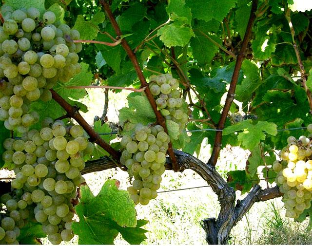 2005392290raisins 365 / one day, one pix, #09