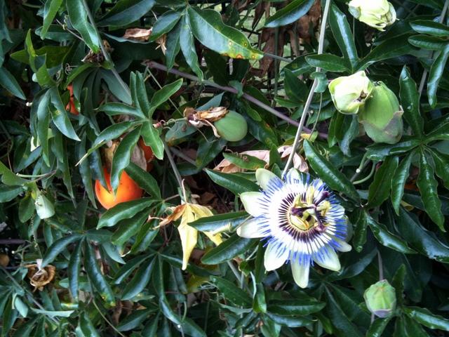  365 / one day, one pix, #09