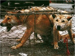 Viande de chien : entre sauvetages intermittents et tortures extrêmes.