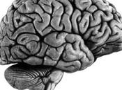 construction cerveau