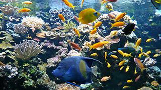 Petit plongeon à l'aquarium de La Porte Dorée !