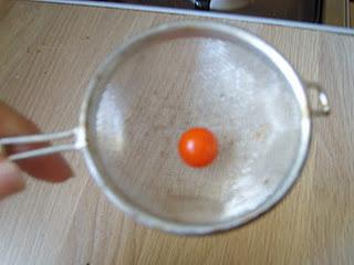 Ramasser les graines de Physalis