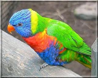 Le loriquet arc-en-ciel