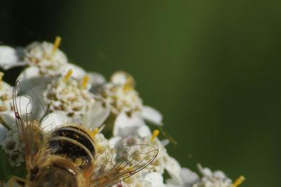 Étang de Pierre-la-Treiche : la faune