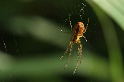 Étang de Pierre-la-Treiche : la faune