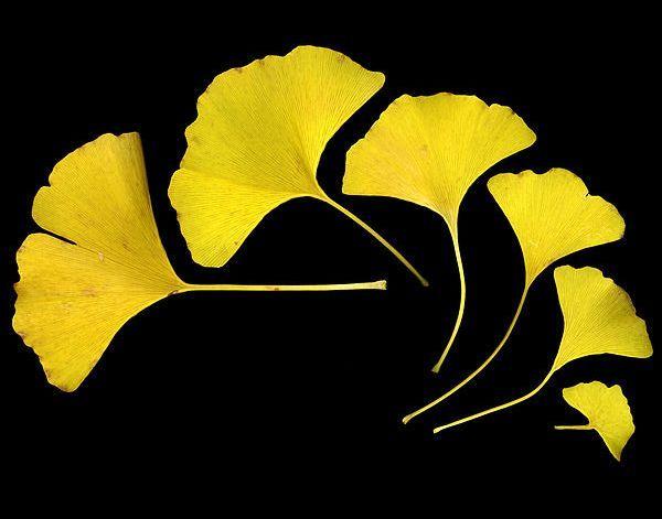471px_GinkgoLeaves