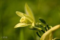 Fleur de vanille de Madagascar