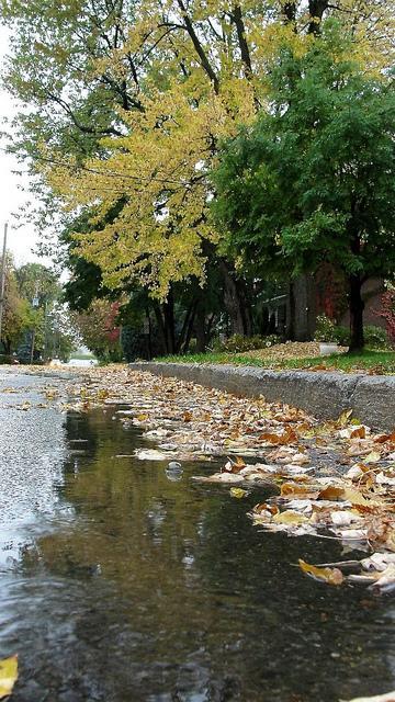 L'automne est au rendez-vous sur la page de mon blog DSC04861