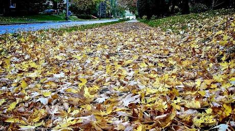 L'automne est au rendez-vous sur la page de mon blog DSC04864