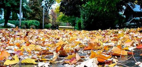 L'automne est au rendez-vous sur la page de mon blog DSC04842