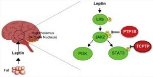 OBÉSITÉ: La leptine, hormone clé des prochains traitements – Cell Metabolism