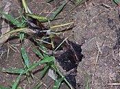 lanka l'odyssee banane