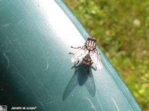 Sarcophaga carnaria-3