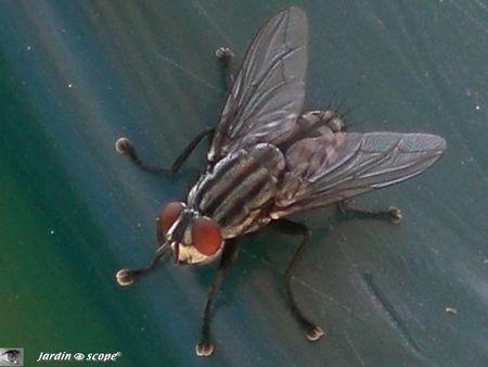 Sarcophaga carnaria-2