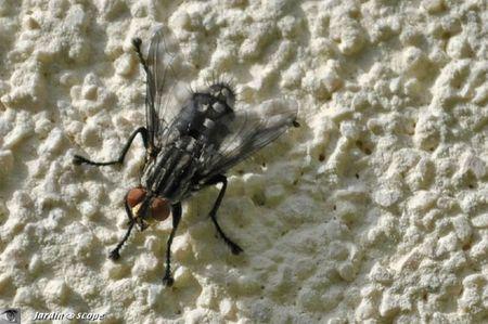 Sarcophaga carnaria Linnée 1758