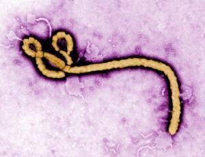 ÉBOLA : Découverte en EUROPE du premier virus Ebola européen  – PLoS Pathogens