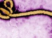 ÉBOLA Découverte EUROPE premier virus Ebola européen PLoS Pathogens