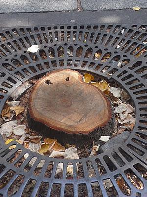 Jafar Panahi : coup de tonnerre