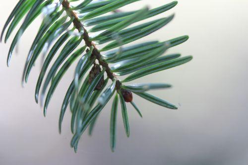 abies nord inf barres 21 oct 2011 014.jpg