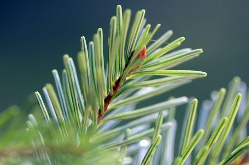 abies cilicica inf barres 21 oct 2011 033.jpg