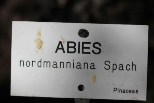 abies nord étiq barres 21 oct 2011 017.jpg