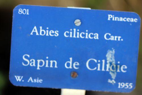 abies cilicica étiq barres 21 oct 2011 034.jpg