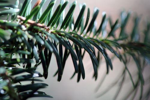 abies nord sup barres 21 oct 2011 013.jpg