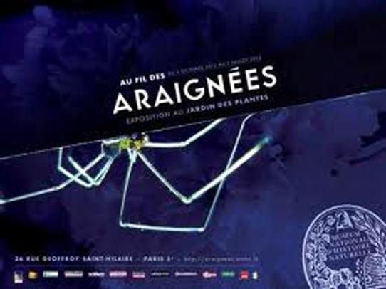 araignees
