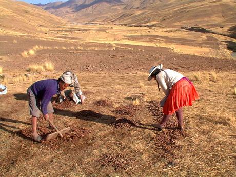 Le Chuño, ingéniosité Ancestral Le Chuño, ingéniosité Ancestral