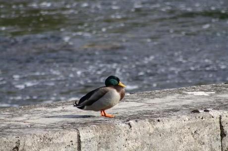 Le canard Le magret détrône la blanquette