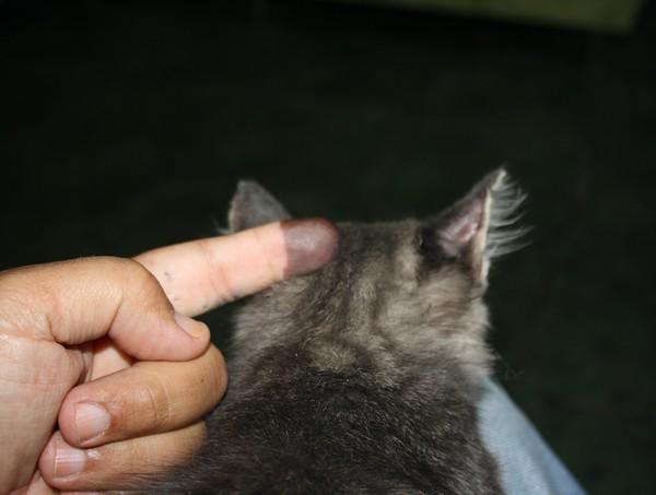 J'ai voté - 600.jpg