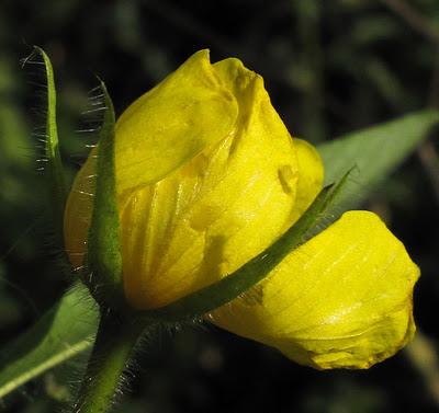 Ludwigia grandiflora : une invasive qui coute cher