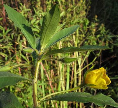 Ludwigia grandiflora : une invasive qui coute cher