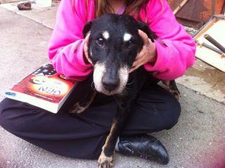 Adoptez d'urgence ce vieux chien de 14a, offre gracieuse d'adoption
