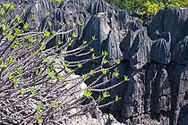 Les Tsingy de L'Ankarana, Diego Suarez, Madagascar