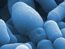 Maladie CROHN: probiotique pour maladie inflammatoire l’intestin?