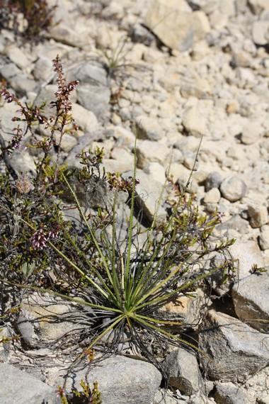 drosophillum poussant sur un sol pierreux